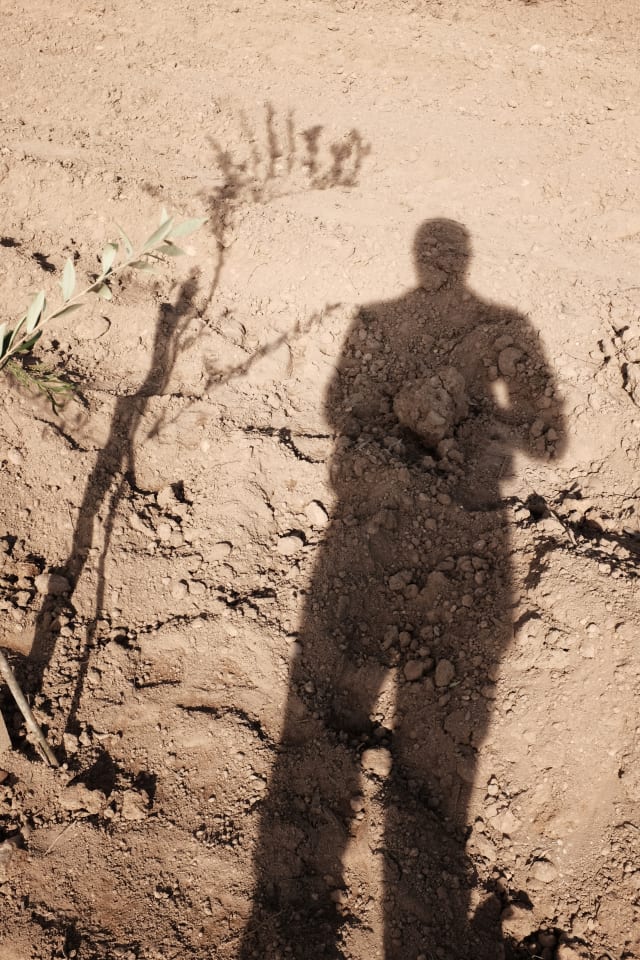 The shadow of a person (that's me, hi!) on an irrigated brown or beige field, accompanied by the shadow of an olive tree sapling.