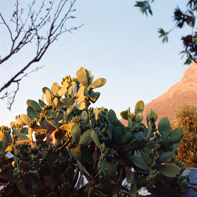 A square frame with a large green cactus on the left and bottom. Its colour contrasts with a pale blue sky and a beige brown mountain in the distance. Leaves and branches cover the corners of the frame.