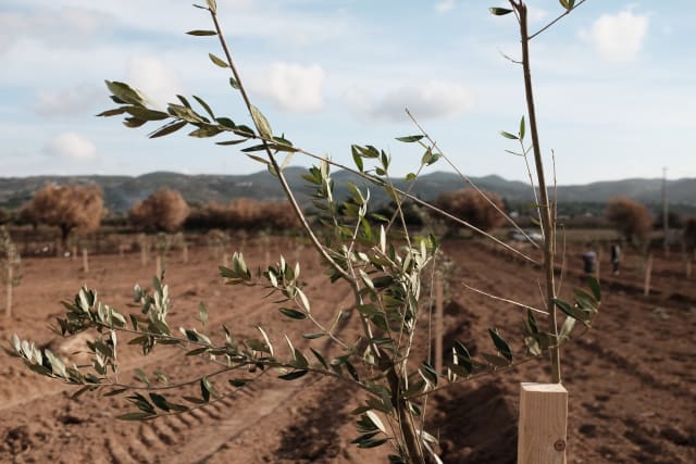 An olive tree sapling, supported by a trellis. A field of saplings is in the background. Further yet, some dried or burnt out olive trees.