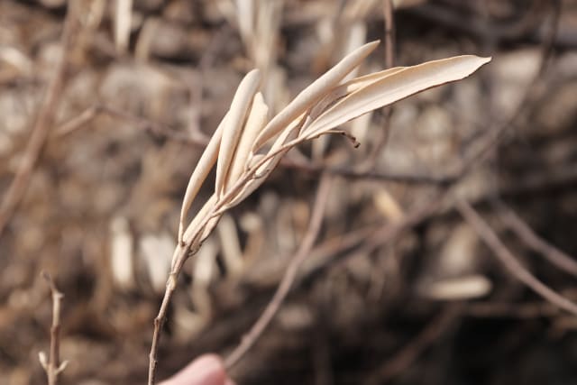 A dried or burnt out branch from an olive tree.