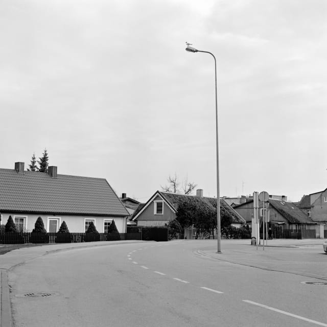 A bend in the road of a suburban scene. A street light stands tall in the middle of the bend, with a bird sitting on top of it.