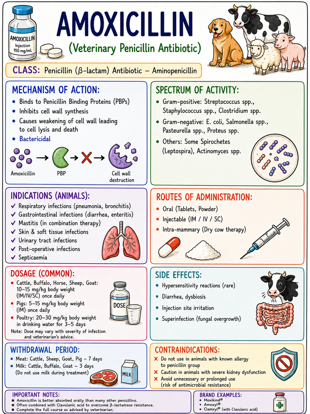Veterinary Guide Preview 3