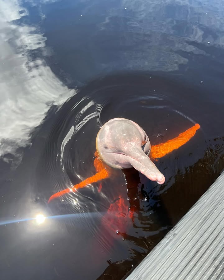 Swimming with Bolivia's Pink Dolphins