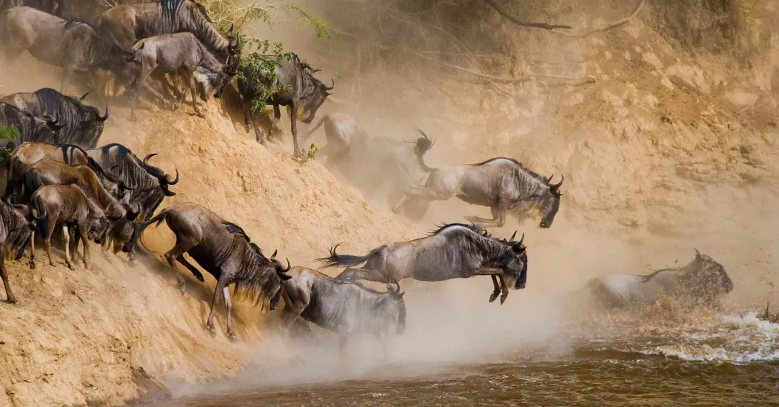 Tanzania Safari Holidays from UK — The Complete 2026 Guide | Out2Safari