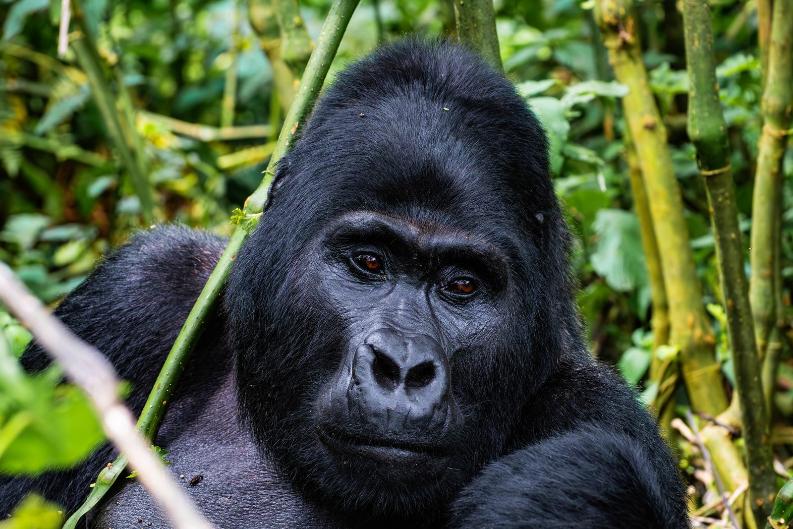 Mountain Gorilla Trekking Uganda Via Rwanda 2025