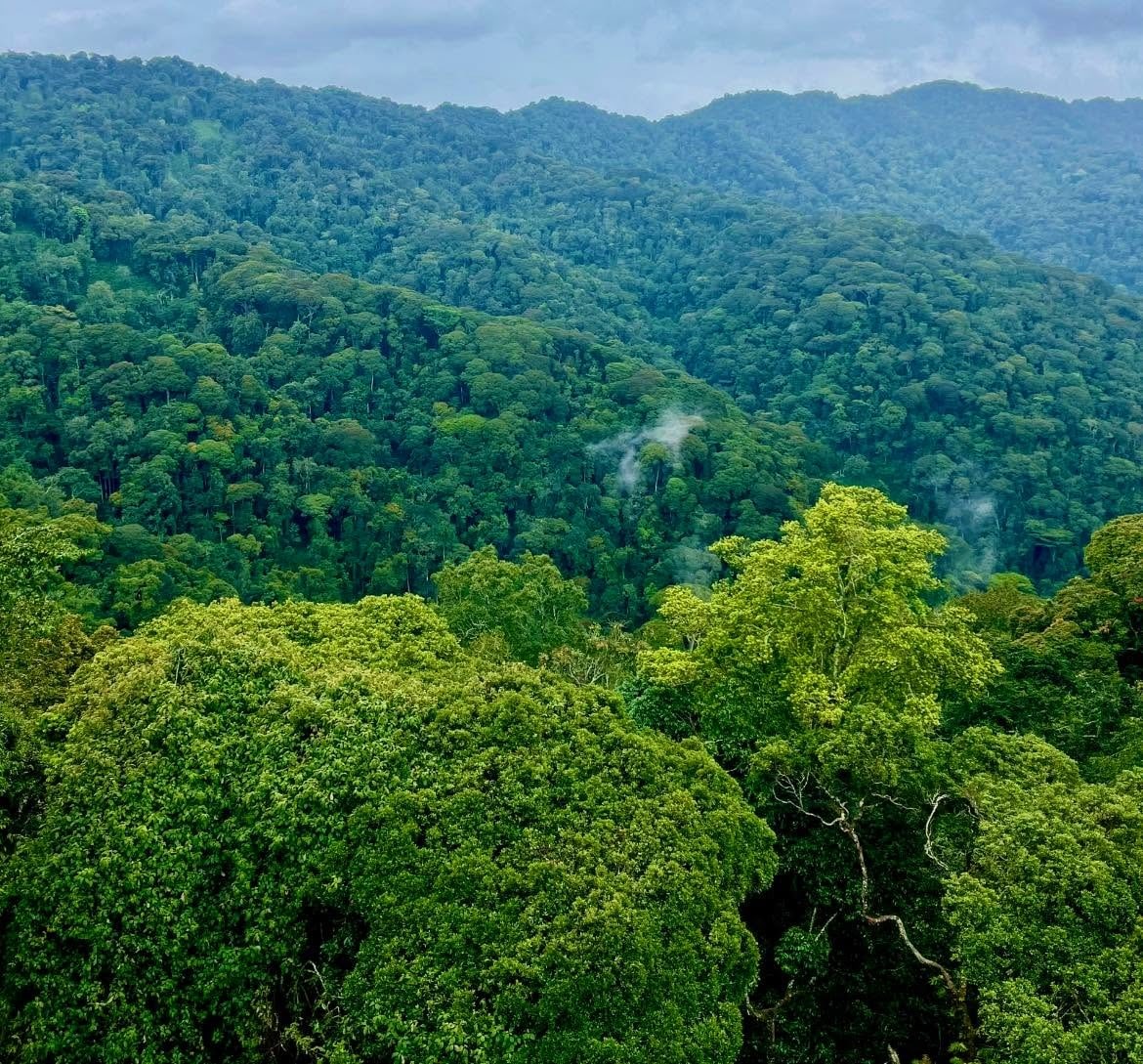 Nyungwe National Park