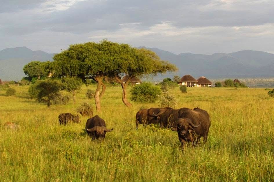 Kidepo Valley National Park