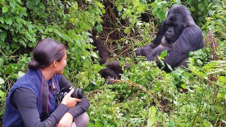 Mountain Gorilla Trekking Safari In Rwanda
