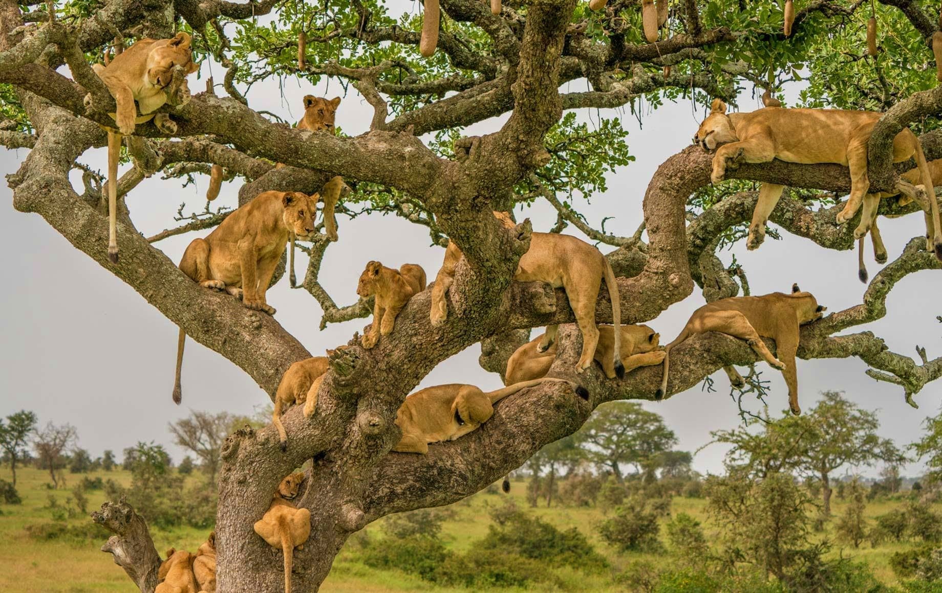 Your Partner in Extraordinary African Journeys