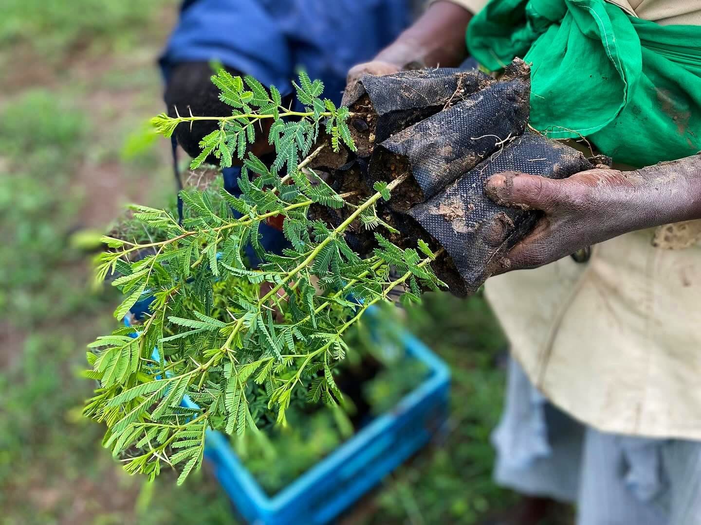 Tree seedlings being carried out for planting