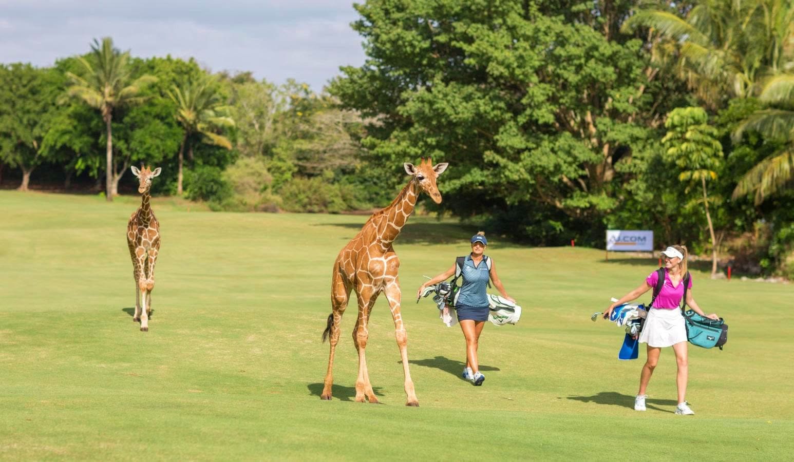 Golfers sharing a coastal Kenyan fairway with two reticulated giraffe