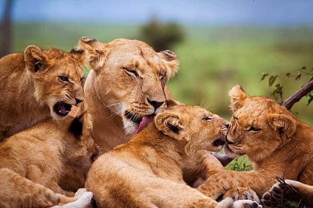 Maasai Mara
