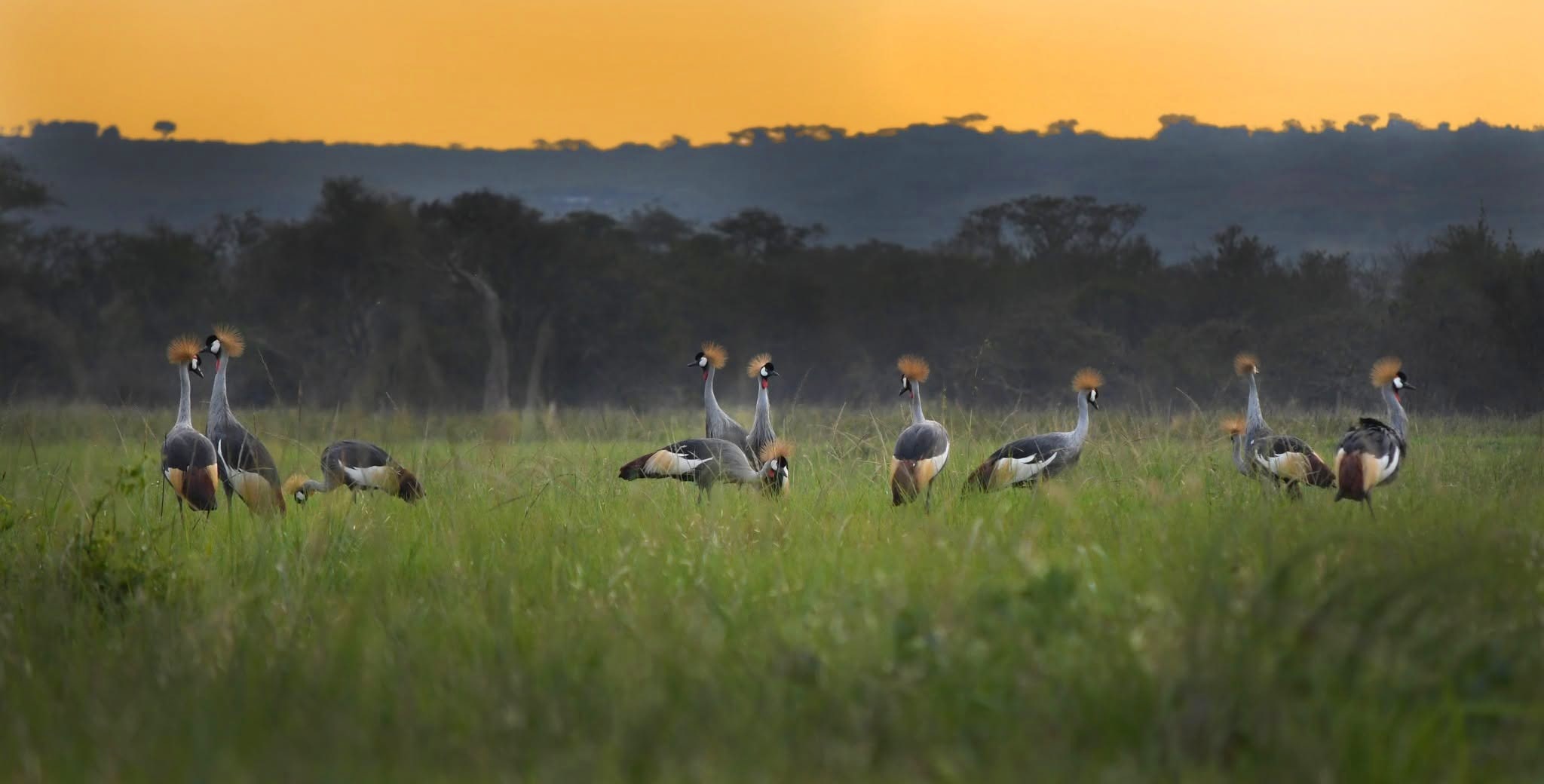 Big Five in Akagera
