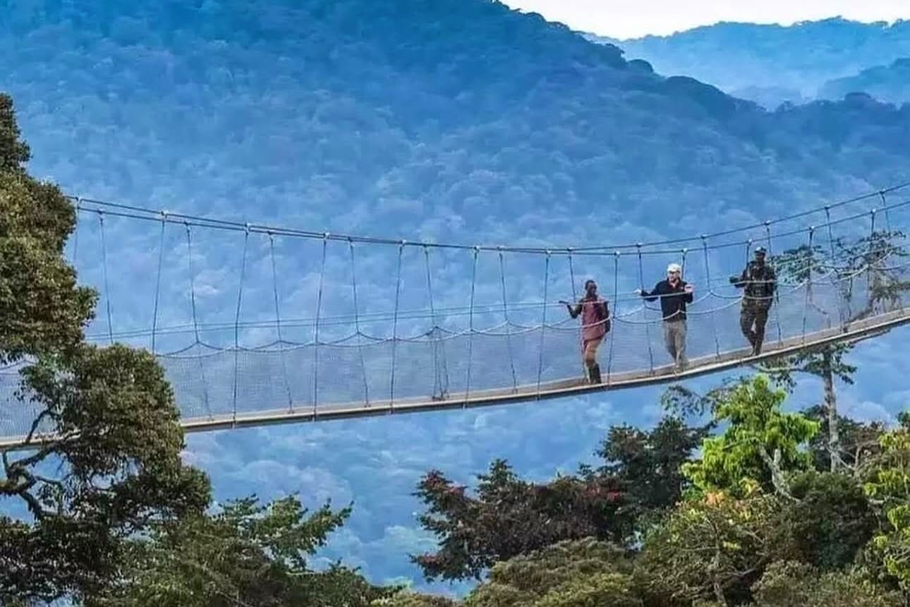 Canopy walk