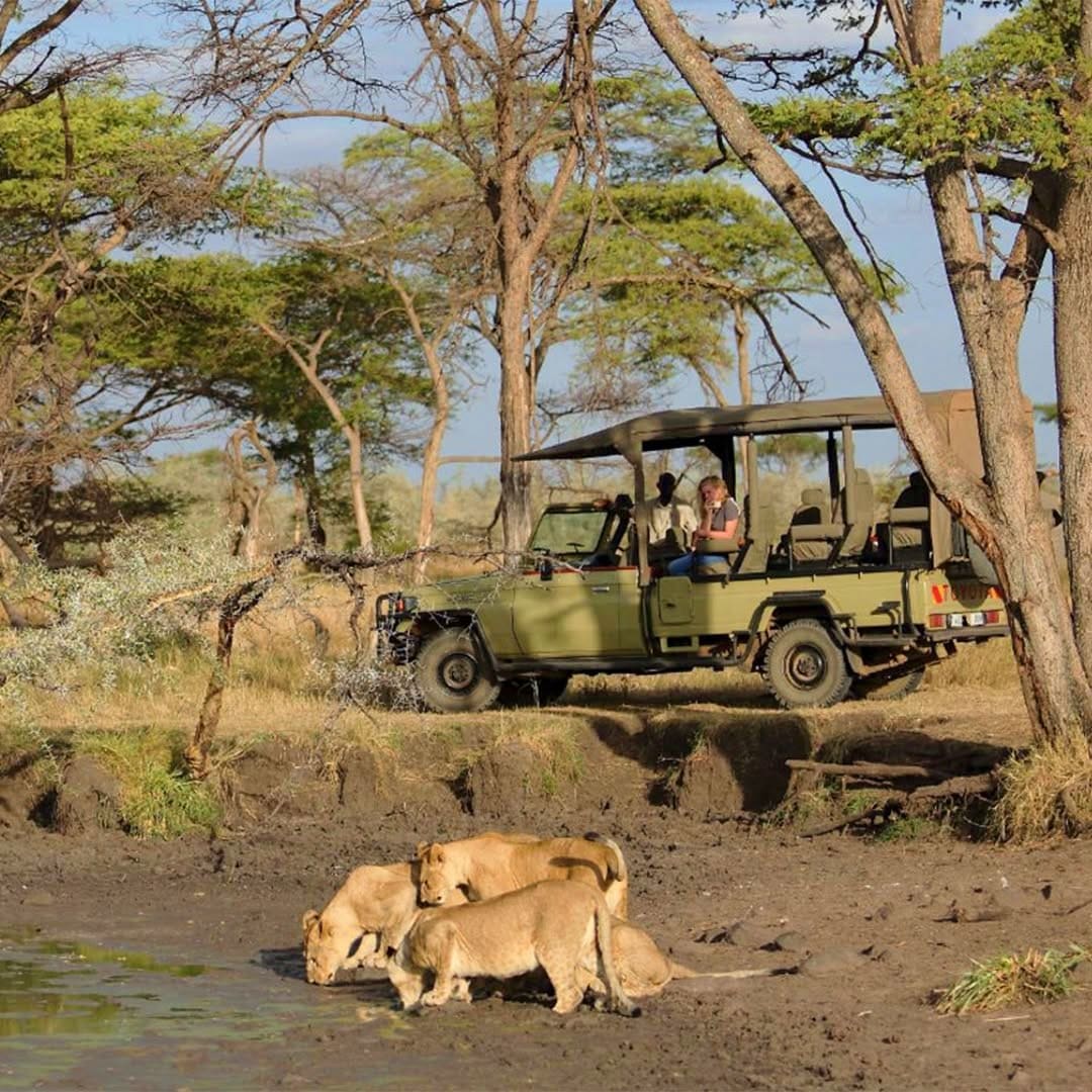 Remote safari