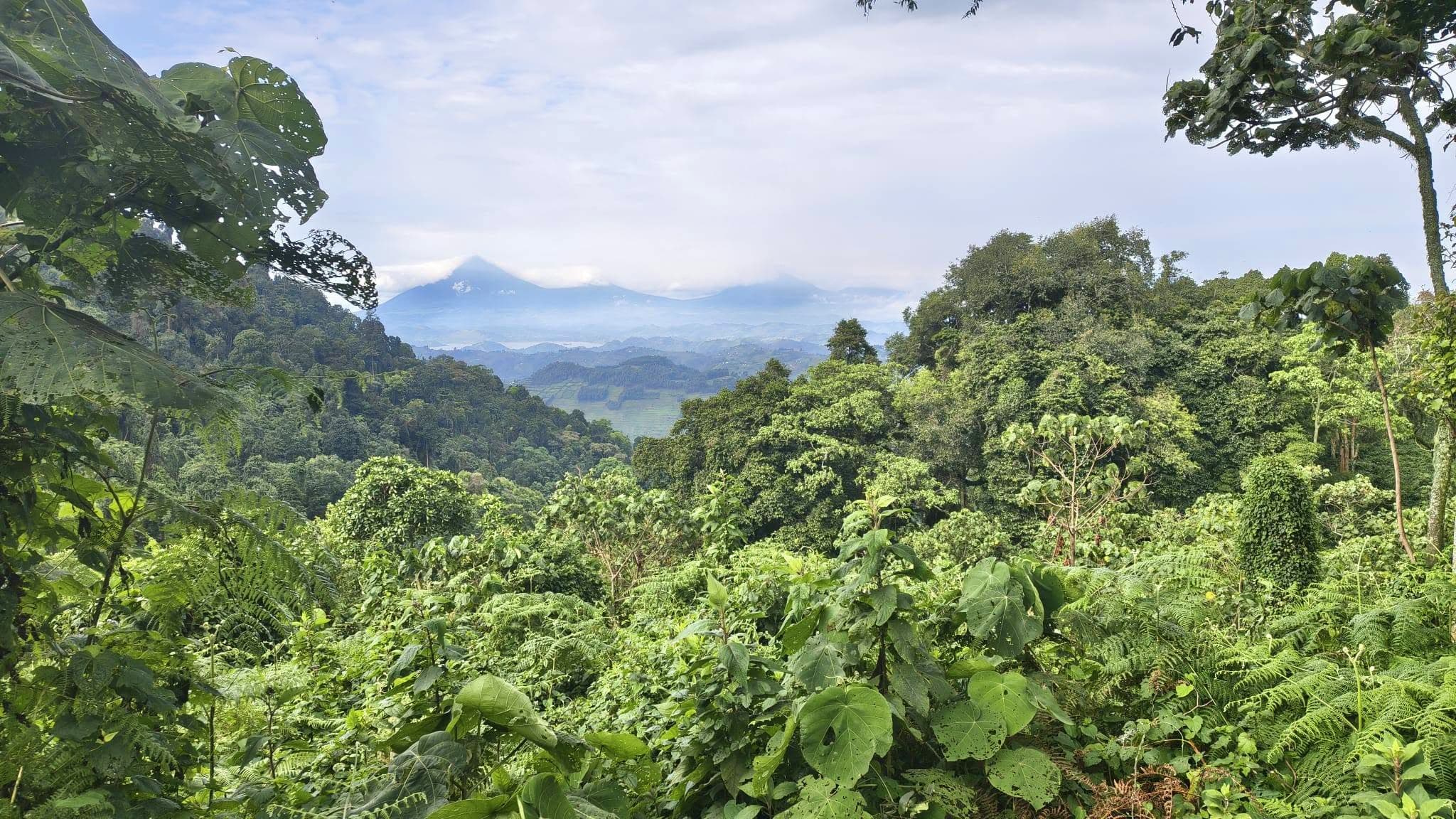 Bwindi Impenetrable National Park