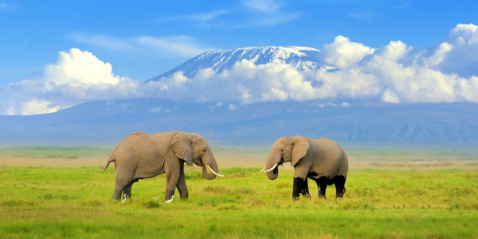 Iconic elephant herds