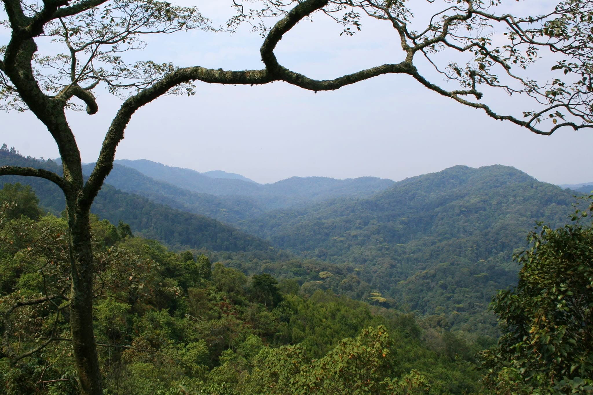 Ancient forest