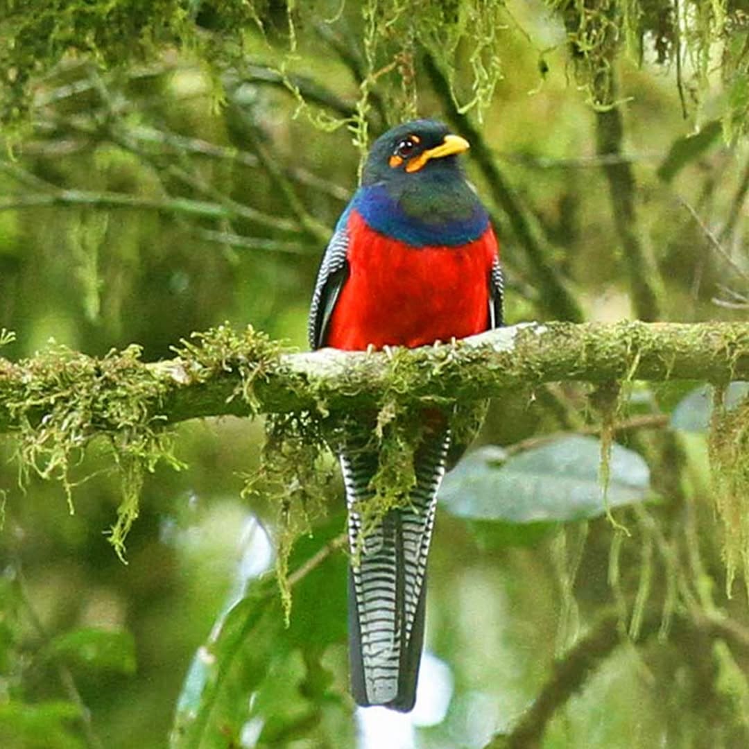 Exceptional birdlife