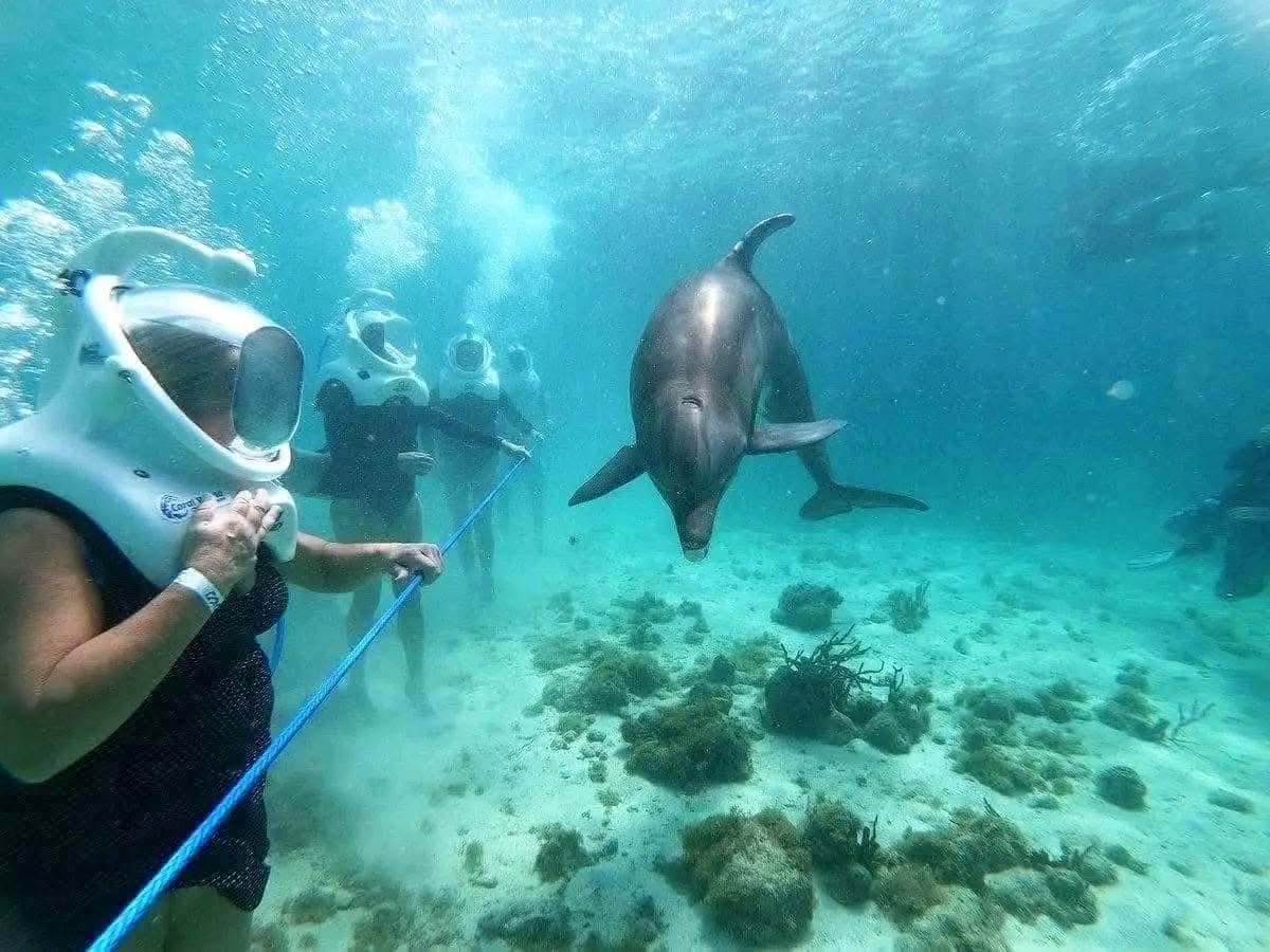 Dolphin Watching — A Safari on the Open Sea