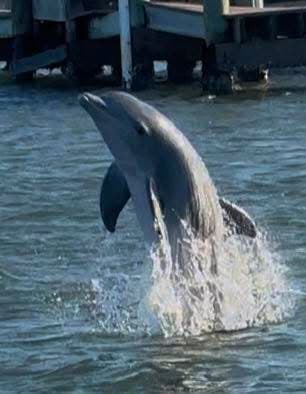 Dolphin Watching — A Safari on the Open Sea