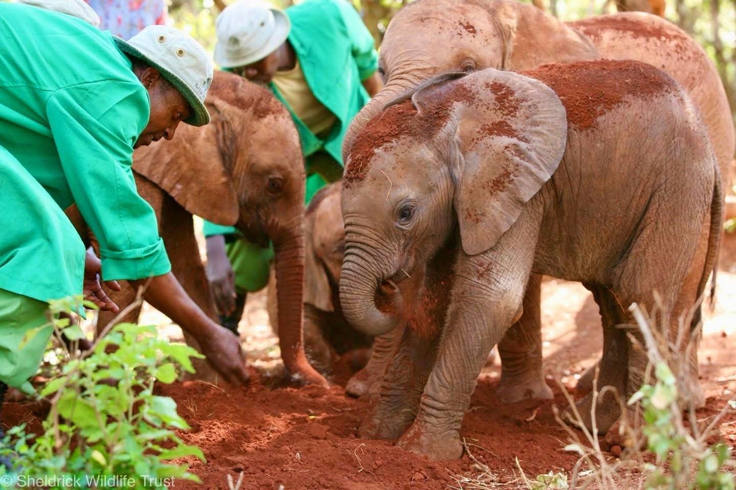 Elephant Sanctuary Visits — A Conservation Safari Experience