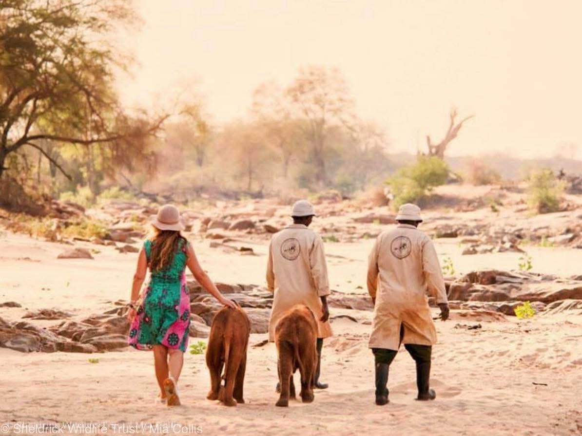 Elephant Sanctuary Visits — A Conservation Safari Experience