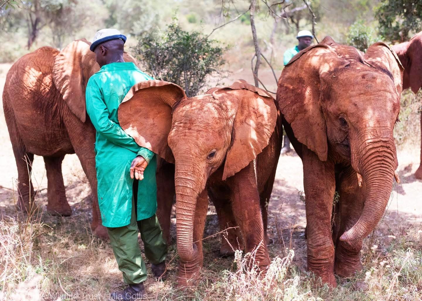Elephant Sanctuary Visits — A Conservation Safari Experience
