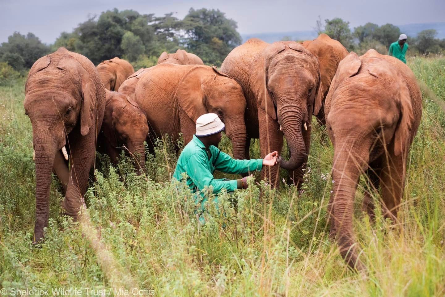 Elephant Sanctuary Visits — A Conservation Safari Experience