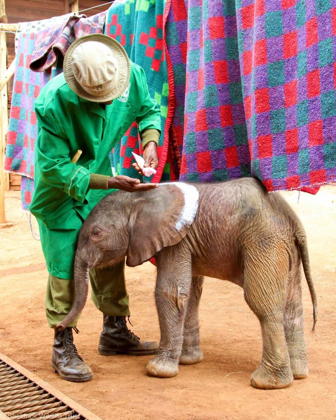 Elephant Sanctuary Visits — A Conservation Safari Experience