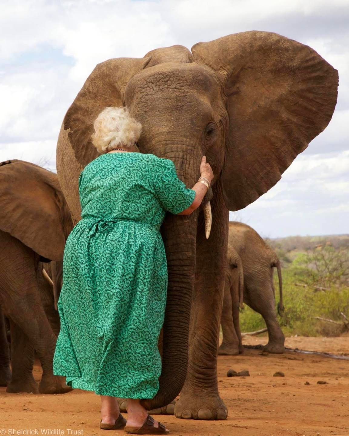 Elephant Sanctuary Visits — A Conservation Safari Experience
