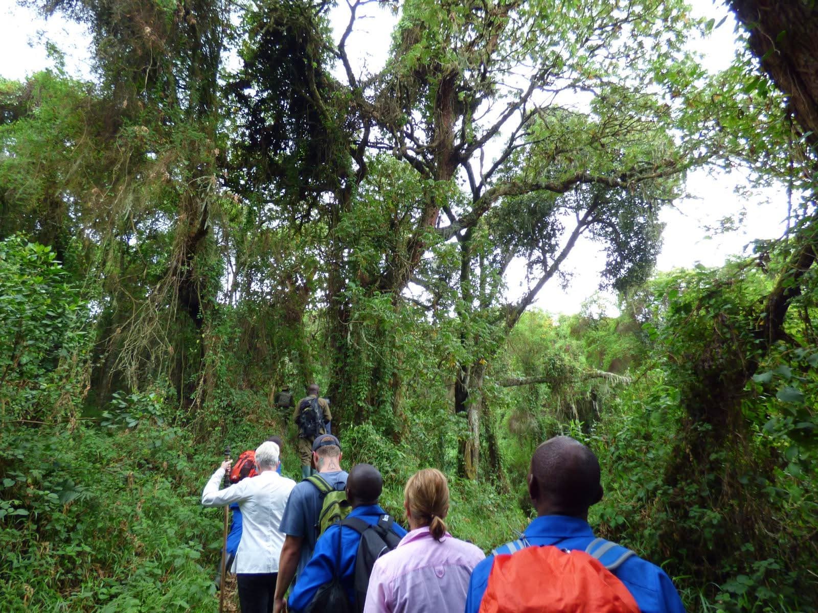 Gorilla Trekking — A Once-in-a-Lifetime Safari Experience