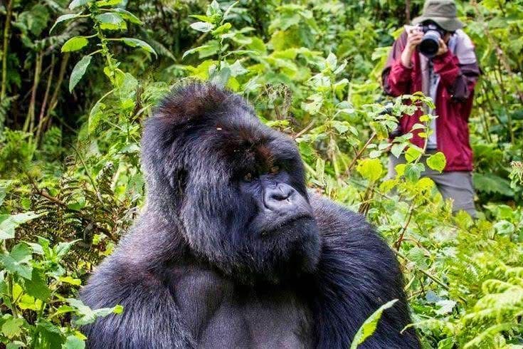 Gorilla Trekking — A Once-in-a-Lifetime Safari Experience