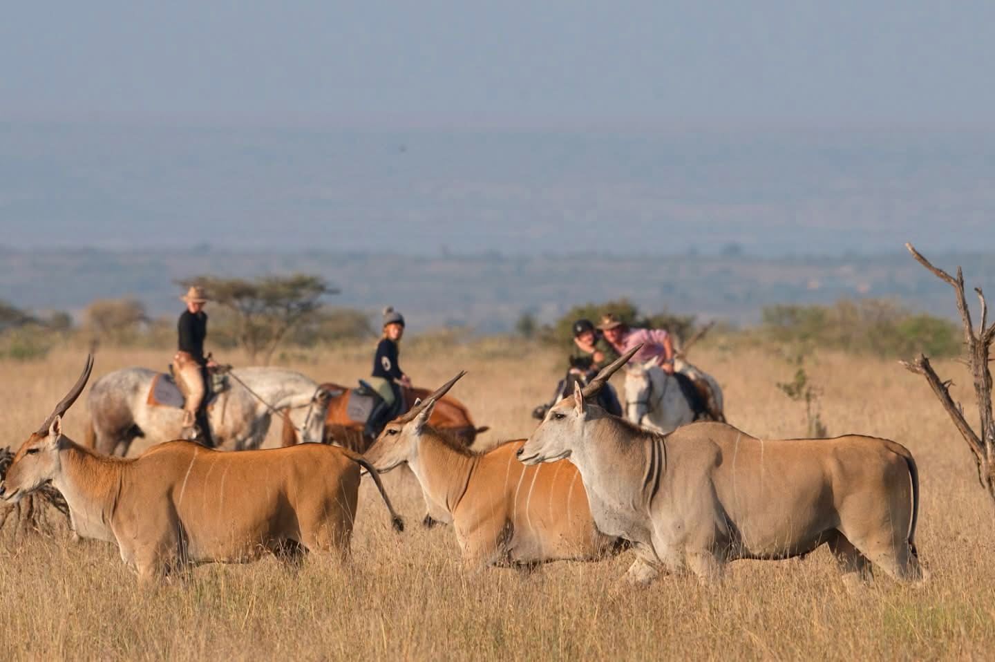 Horse Riding Safaris — A Thrilling Safari on Horseback