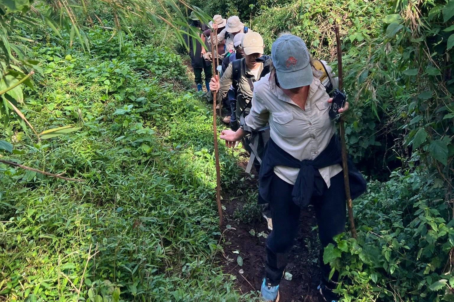 Chimpanzee trekking