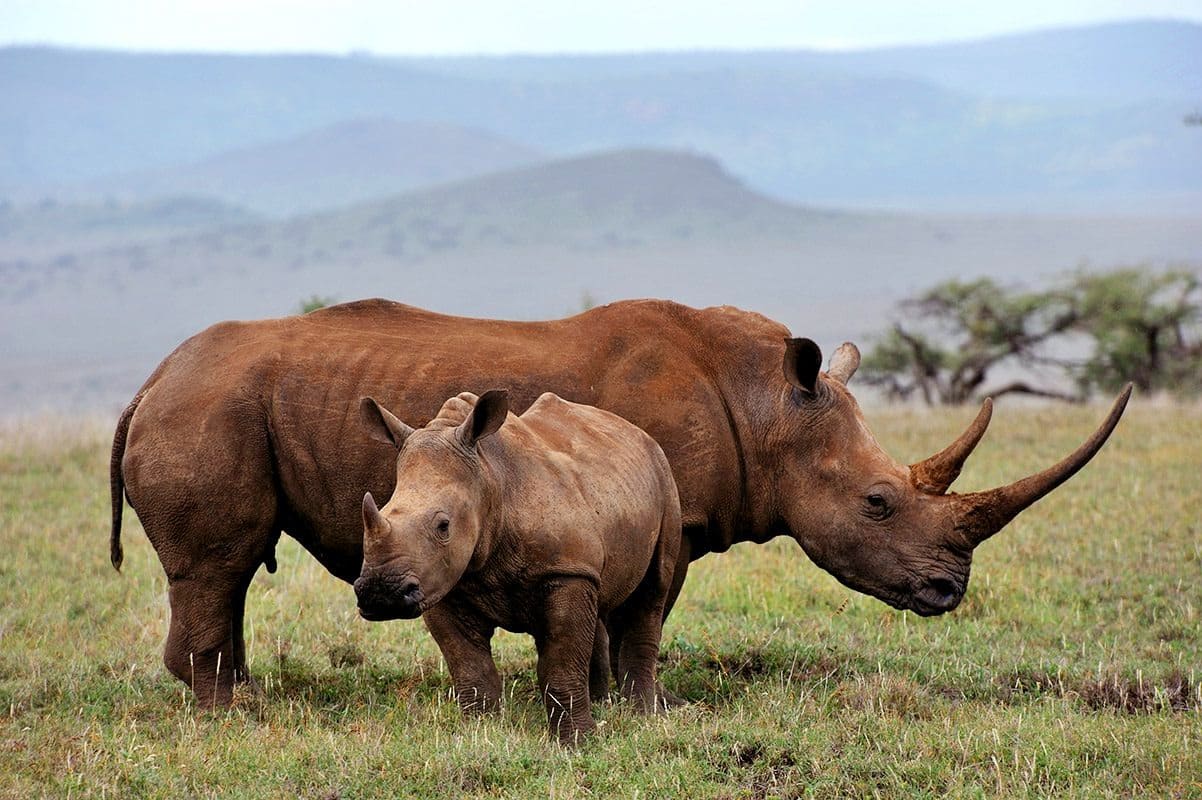 Rhino & Conservation