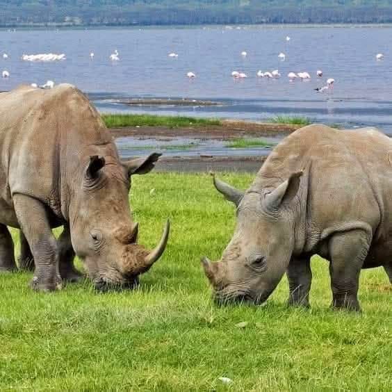 Rhino tracking