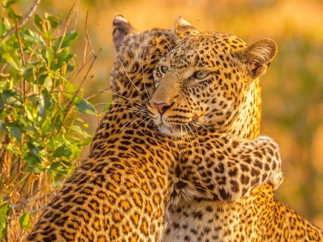 Big cat sightings