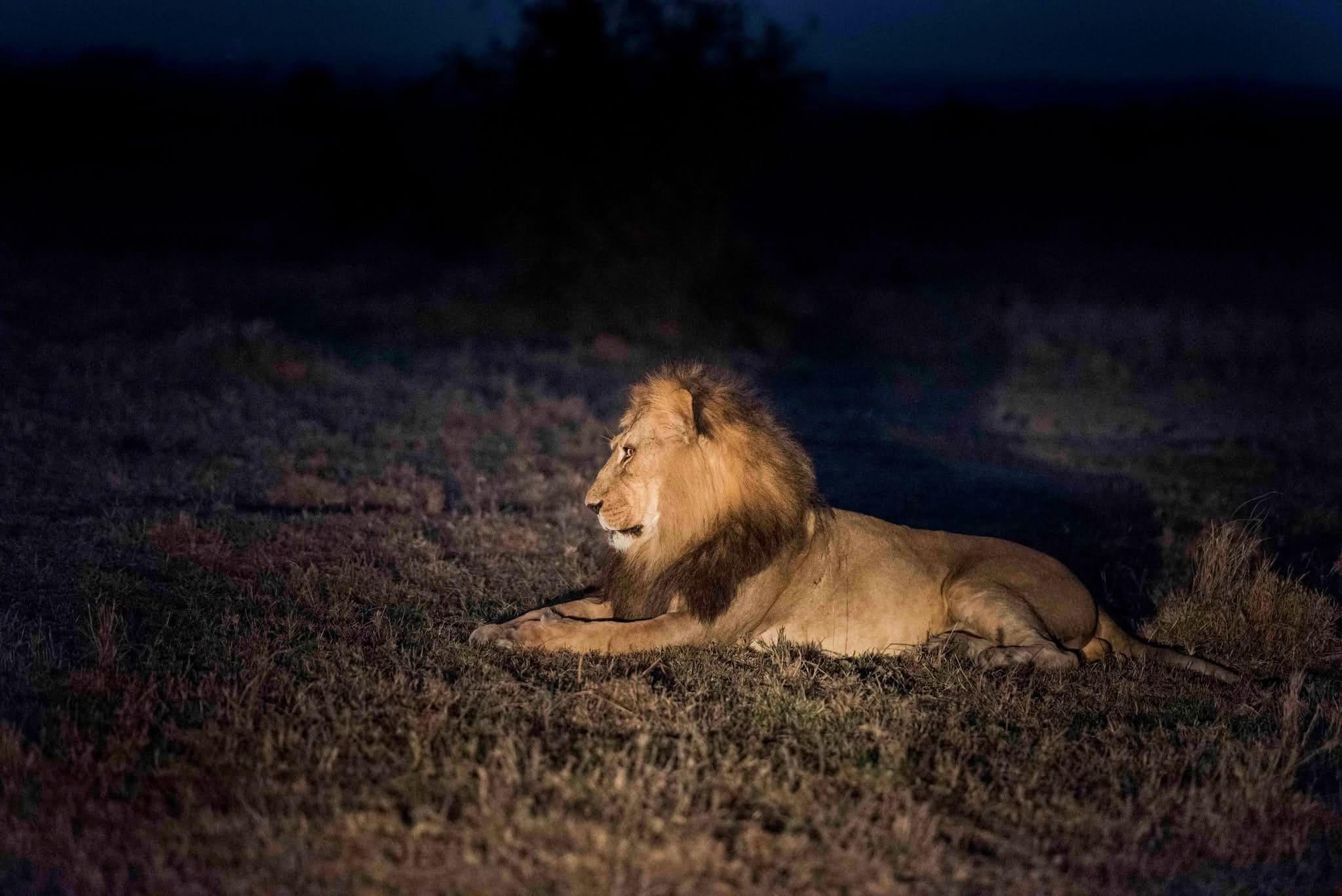 Night game drive