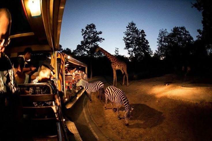 Night Game Drives — A Nocturnal Safari Adventure