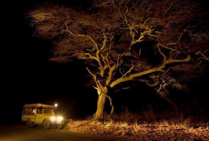 Night Game Drives — A Nocturnal Safari Adventure