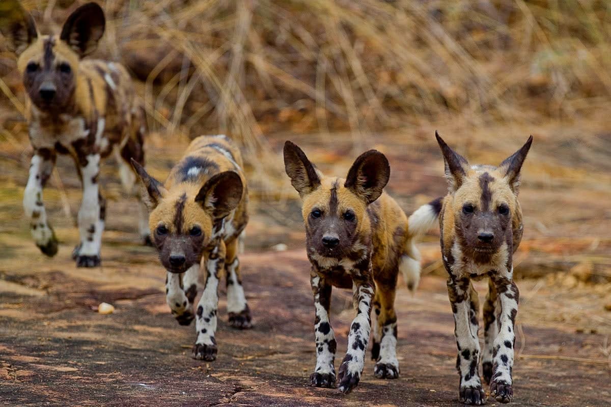 Wildlife