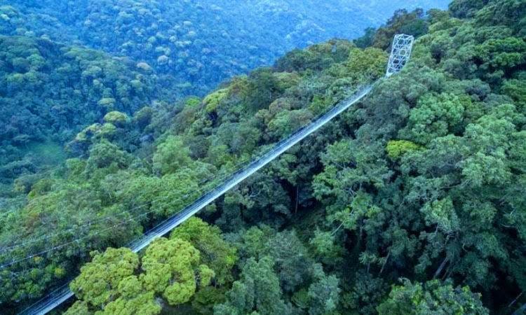 Canopy walk adventure