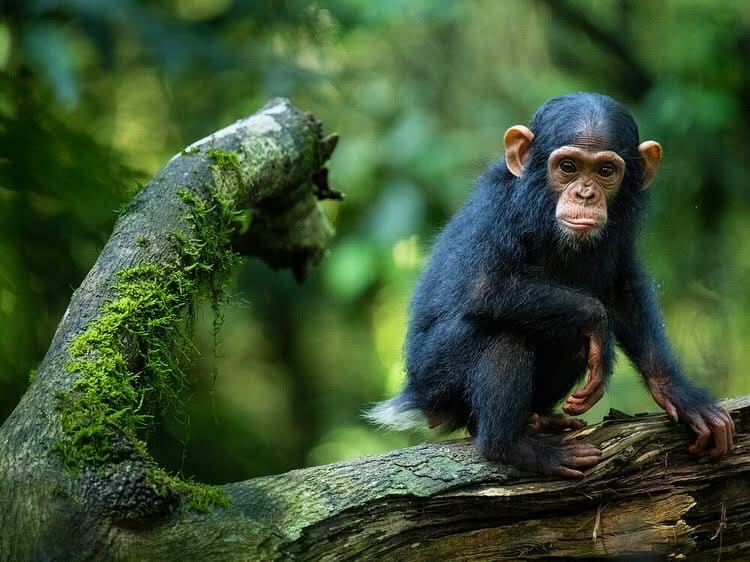 Chimpanzee trekking