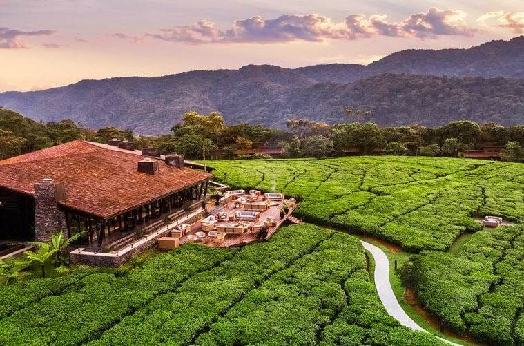 Tea estate visit