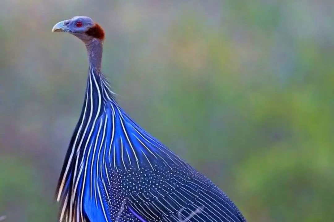 Birdwatching & Photography