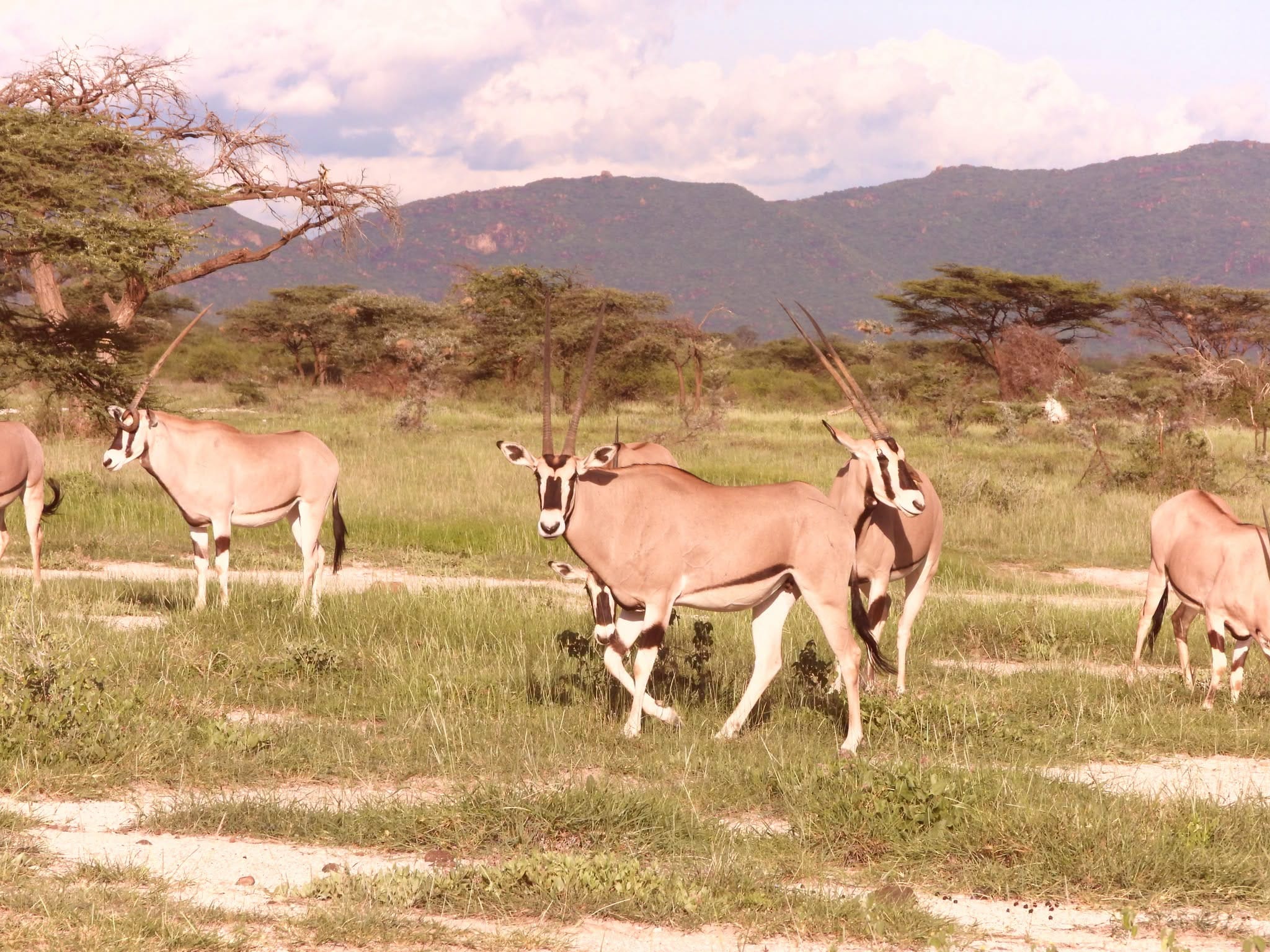 Rare wildlife encounters