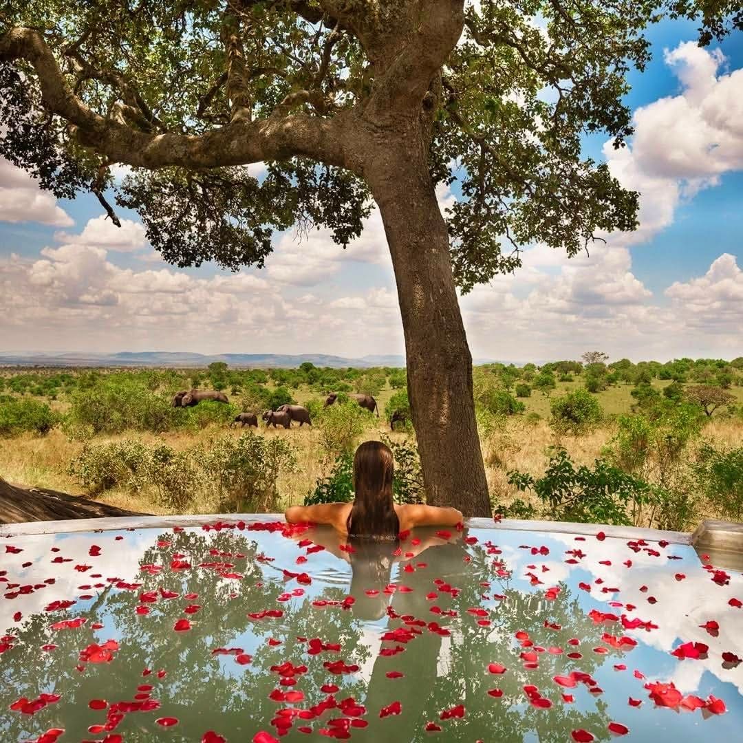 Spa Treatments — Rejuvenation in the Wild