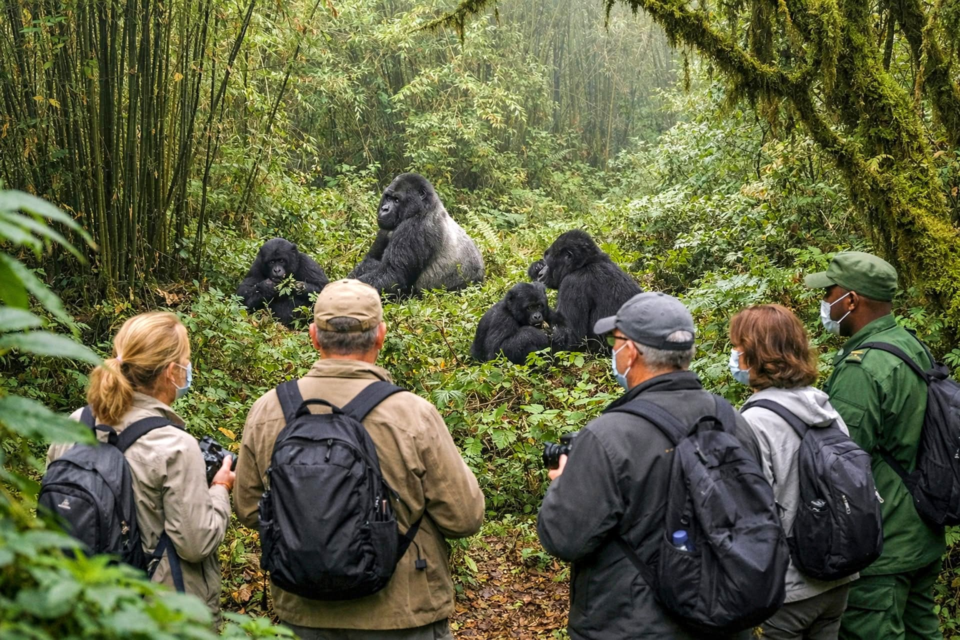 Gorilla trekking