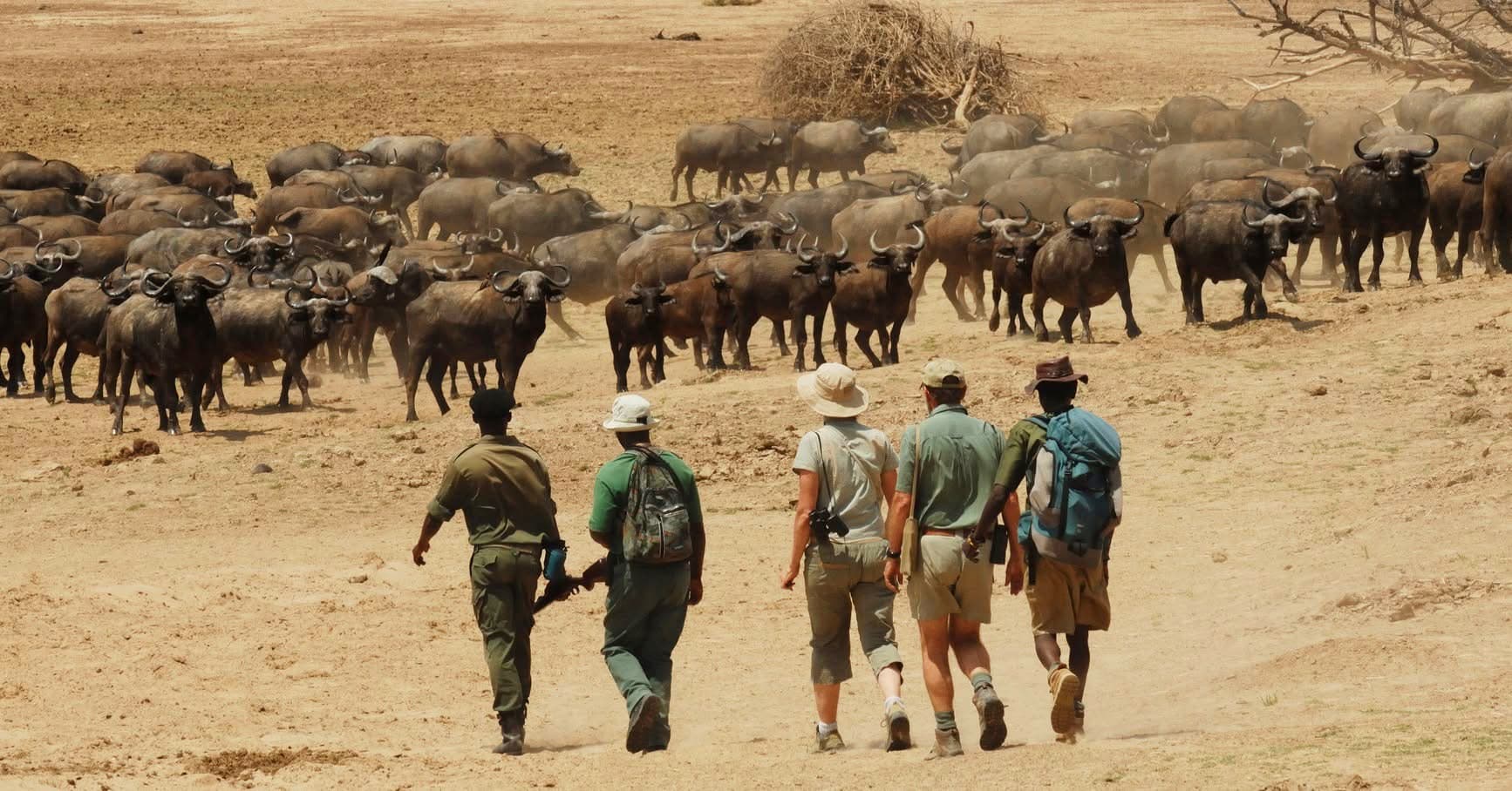 Guided Walking Safaris — A Thrilling Safari on Foot